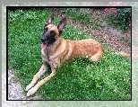 le��cy, Owczarek belgijski Malinois